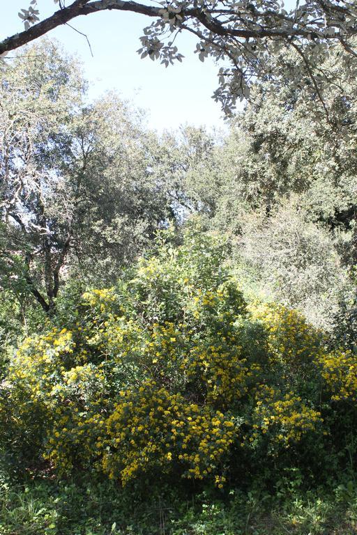 Вілла A L'Est D'Uzes Saint-Siffret Екстер'єр фото